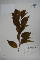 草野氏冬青藏品圖，第1張