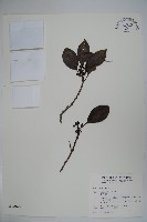 鐵冬青藏品圖，第1張