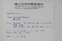 鐵冬青藏品圖，第2張