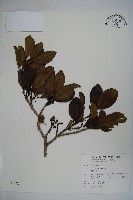 鐵冬青藏品圖，第1張