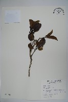 鐵冬青藏品圖，第1張