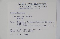 鐵冬青藏品圖，第2張