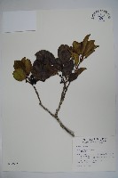 鐵冬青藏品圖，第1張