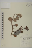 蘭嶼裸實藏品圖，第1張