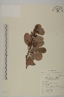 蘭嶼裸實藏品圖，第1張