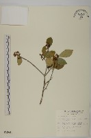 日本賽衛矛、日本假衛矛藏品圖，第1張