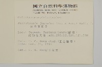 日本賽衛矛、日本假衛矛藏品圖，第2張