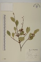 日本賽衛矛、日本假衛矛藏品圖，第1張