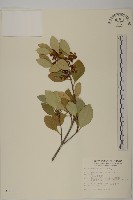 日本賽衛矛、日本假衛矛藏品圖，第1張