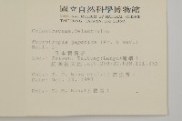 日本賽衛矛、日本假衛矛藏品圖，第2張