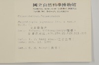 日本賽衛矛、日本假衛矛藏品圖，第2張