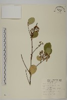 日本賽衛矛、日本假衛矛藏品圖，第1張