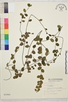 小葉黃鱔藤藏品圖，第2張