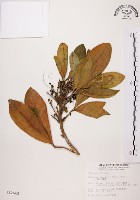 假三腳虌藏品圖，第1張