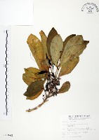 假三腳虌藏品圖，第1張