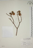 蘭嶼馬蹄花藏品圖，第1張