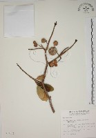 蘭嶼馬蹄花藏品圖，第1張