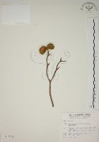 蘭嶼馬蹄花藏品圖，第1張