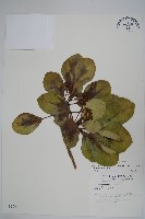 三菱果樹參藏品圖，第1張