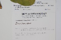 三菱果樹參藏品圖，第2張