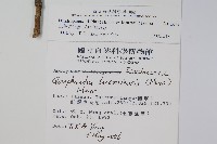 三菱果樹參藏品圖，第2張