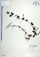 倒地蜈蚣、四角銅鑼藏品圖，第1張