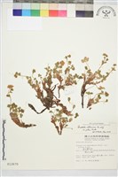 高山翻白草藏品圖，第4張