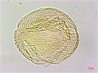 高山翻白草藏品圖，第1張