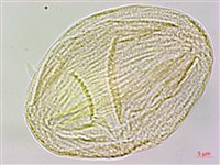 高山翻白草藏品圖，第2張