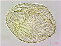 高山翻白草藏品圖，第3張