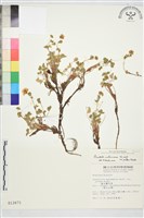 高山翻白草藏品圖，第1張