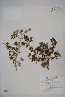 川上氏忍冬藏品圖，第1張