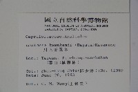 川上氏忍冬藏品圖，第2張