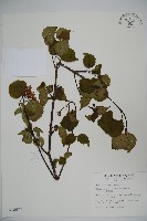 玉山糯米樹、狹葉糯米樹藏品圖，第1張