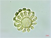 瓜子金藏品圖，第1張