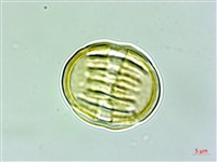 瓜子金藏品圖，第3張