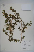 川上氏忍冬藏品圖，第1張