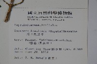 川上氏忍冬藏品圖，第2張