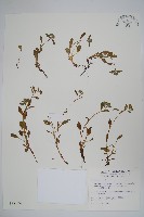 南湖附地草藏品圖，第1張