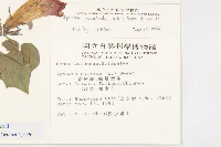 銳葉牽牛藏品圖，第2張