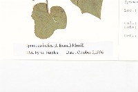 銳葉牽牛藏品圖，第3張