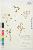 高山毛茛、檜林毛茛藏品圖，第1張