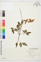 繡球藤藏品圖，第1張