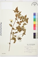 繡球藤藏品圖，第1張