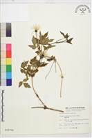 繡球藤藏品圖，第1張