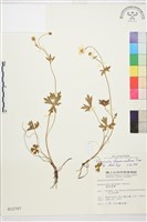 蓬萊毛茛藏品圖，第1張