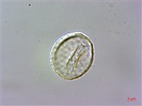 申跋、油跋、小天南星藏品圖，第3張