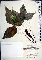 申跋、油跋、小天南星藏品圖，第1張