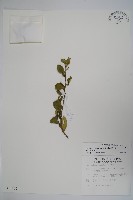 武靴藤藏品圖，第1張