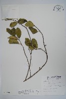 武靴藤藏品圖，第1張